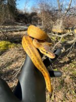 Pastel Pinstripe Low White Pied Ball Python Female #2 (Python regius) - Image 3