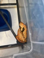Amazon Tree Boa Baby 2023 CB #2 (Corallus hortulanus)