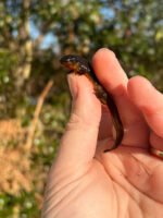 Penninsula Newts (Notophthalmus viridescens piaropicola)
