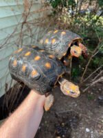 Barbados Red Foot Tortoise Adult Pair (Chelonoidis carbonaria) - Image 2