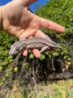 Gargoyle Gecko Adult Male #2 (Rhacodactylus auriculatus) - Image 3