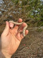 Anaconda Western Hognose Snake Female #3 (Heterodon nasicus) - Image 2