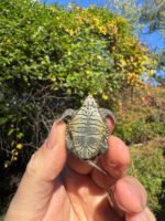 Hi White Concentric Diamondback Terrapin 2025 #3 (Malaclemys terrapin) Temp Sexed Female