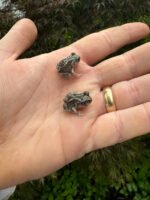 Eastern Spadefoot Toad CB Babies (Scaphiopus holbrookii) - Image 2