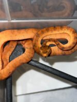 Amazon Tree Boa Baby 2023 CB #4 (Corallus hortulanus) - Image 3