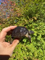 Aldabra Tortoise USA CB 2025 #3 (Aldabrachelys gigantea)