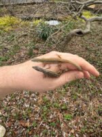 Long Tailed Grass Lizard (Takydromus sexlineatus) - Image 2