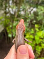 Broad-headed Skinks (Plestiodon laticeps) - Image 3