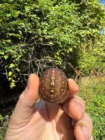 Hi Color Orange Baby Eastern Box Turtle #14 (Terrapene carolina) - Image 4