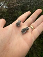 Eastern Spadefoot Toad CB Babies (Scaphiopus holbrookii) - Image 3