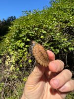 Keeled Box Turtle Baby 2025 #2 (Cuora mouhotii obsti)