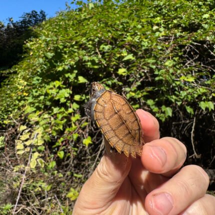 Keeled Box Turtle Baby 2025 #2 (Cuora mouhotii obsti)
