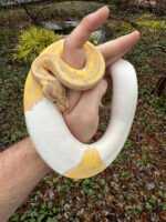 Hi White Banana Pied Ball Python Adult Female #1 (Python regius) - Image 2