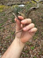 Long Tailed Grass Lizard (Takydromus sexlineatus) - Image 3