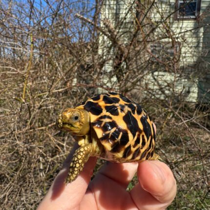 Burmese Star Tortoise 2024 #1 (Geochelone platynota)