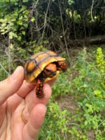 Cherrybomb Red Foot Tortoise Baby 2025 #1 (Chelonoidis carbonaria)