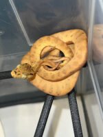 Amazon Tree Boa Baby 2023 CB #5 (Corallus hortulanus)