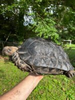 Burmese Black Mountain Tortoise For Sale