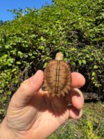 Keeled Box Turtle Baby 2025 #1 (Cuora mouhotii obsti) - Image 4