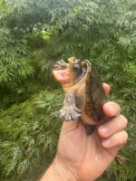 Vampire Musk Turtle Adult Female #2503 (Claudius angustatus) - Image 3