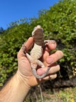 Gargoyle Gecko Adult Male #2 (Rhacodactylus auriculatus) - Image 4