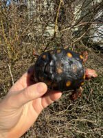 Brazilian Cherryhead Tortoise 2024 #1 (Chelonoidis carbonaria) - Image 4