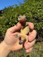 Gargoyle Gecko Adult Female #1 (Rhacodactylus auriculatus) - Image 2