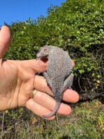Gargoyle Gecko Adult Female #4 (Rhacodactylus auriculatus) - Image 2