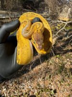 Pastel Pinstripe Low White Pied Ball Python Female #3 (Python regius) - Image 4