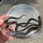 Greater Siren CB Babies (Siren lacertina) - Image 2