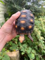 Colombian Clownface Redfoot Tortoise 2021 #1 (Chelonoidis carbonaria) - Image 3