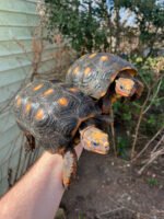 Barbados Red Foot Tortoise Adult Pair (Chelonoidis carbonaria) - Image 3