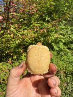 Albino African Spurred Tortoise Baby 2025 #1 (Centrochelys sulcata)