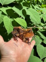 Brazilian Horned Frog Adult Pair #1 (Ceratophrys aurita) - Image 6