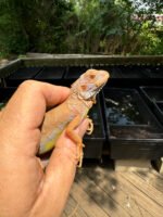 Crimson Red Albino Green Iguana 2024 #3 (Iguana iguana) - Image 3