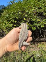 Gargoyle Gecko Adult Male #1 (Rhacodactylus auriculatus) - Image 4