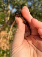 Penninsula Newts (Notophthalmus viridescens piaropicola) - Image 3
