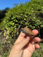 Keeled Box Turtle Baby 2025 #2 (Cuora mouhotii obsti) - Image 2
