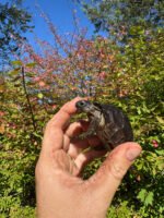 Aldabra Tortoise USA CB 2025 #3 (Aldabrachelys gigantea) - Image 2