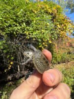Hi White Concentric Diamondback Terrapin 2025 #5 (Malaclemys terrapin) Temp Sexed Female - Image 2