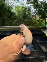 Crimson Red Albino Green Iguana 2024 #2 (Iguana iguana) - Image 3