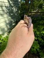 Purple Translucent Iguana Babies (Iguana iguana) - Image 2