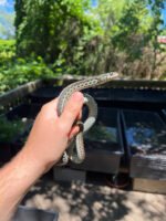 Florida Blue Garter Snake Adult Female #4 (Thamnophis sirtalis similis)