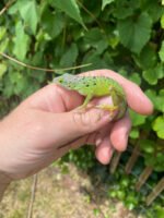 Giant Panther Anoles (Anolis bimaculatus)