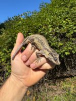 Gargoyle Gecko Adult Female #3 (Rhacodactylus auriculatus)