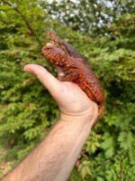 Super Red Niger Uromastyx Adult Pair #3 (Uromastyx geyri) - Image 2