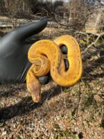 Pastel Pinstripe Low White Pied Ball Python Female #2 (Python regius) - Image 2