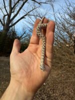 Arctic Western Hognose Snake Female #2 (Heterodon nasicus) - Image 2