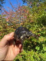 Aldabra Tortoise USA CB 2025 #2 (Aldabrachelys gigantea)