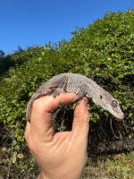 Gargoyle Gecko Adult Female #4 (Rhacodactylus auriculatus) - Image 4